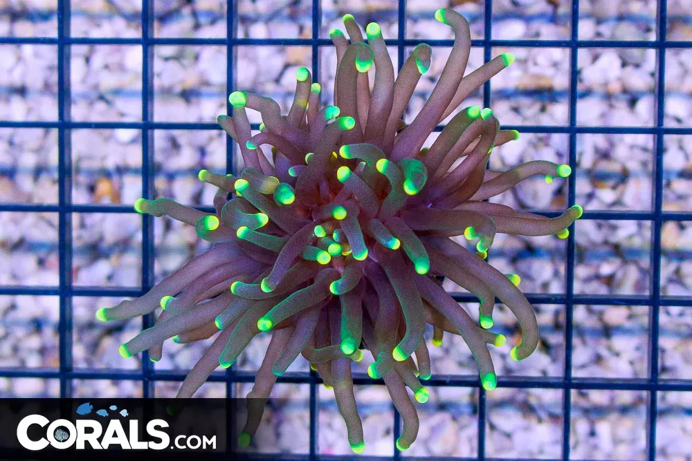 Indo Torch BRIGHT YELLOW TIPS! GLOWS