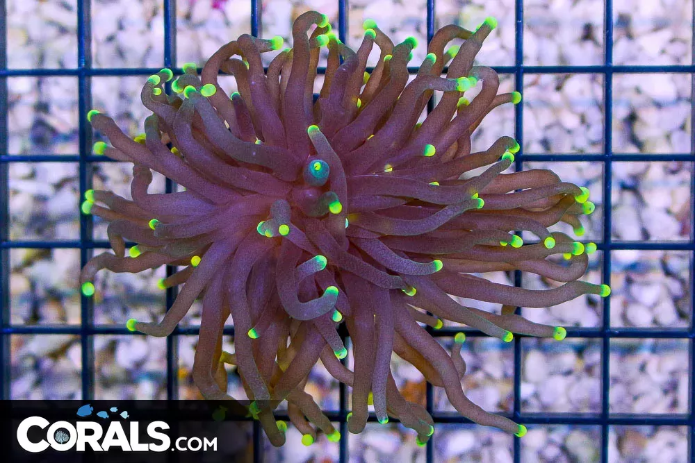 Indo Torch w/ BRIGHT YELLOW TIPS! GLOWS