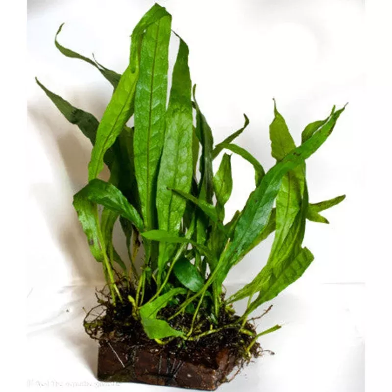 Java Fern (Microsorum pteropus) (wood) (large) – Creating a Sanctuary for Your Pets and Visiting Wildlife