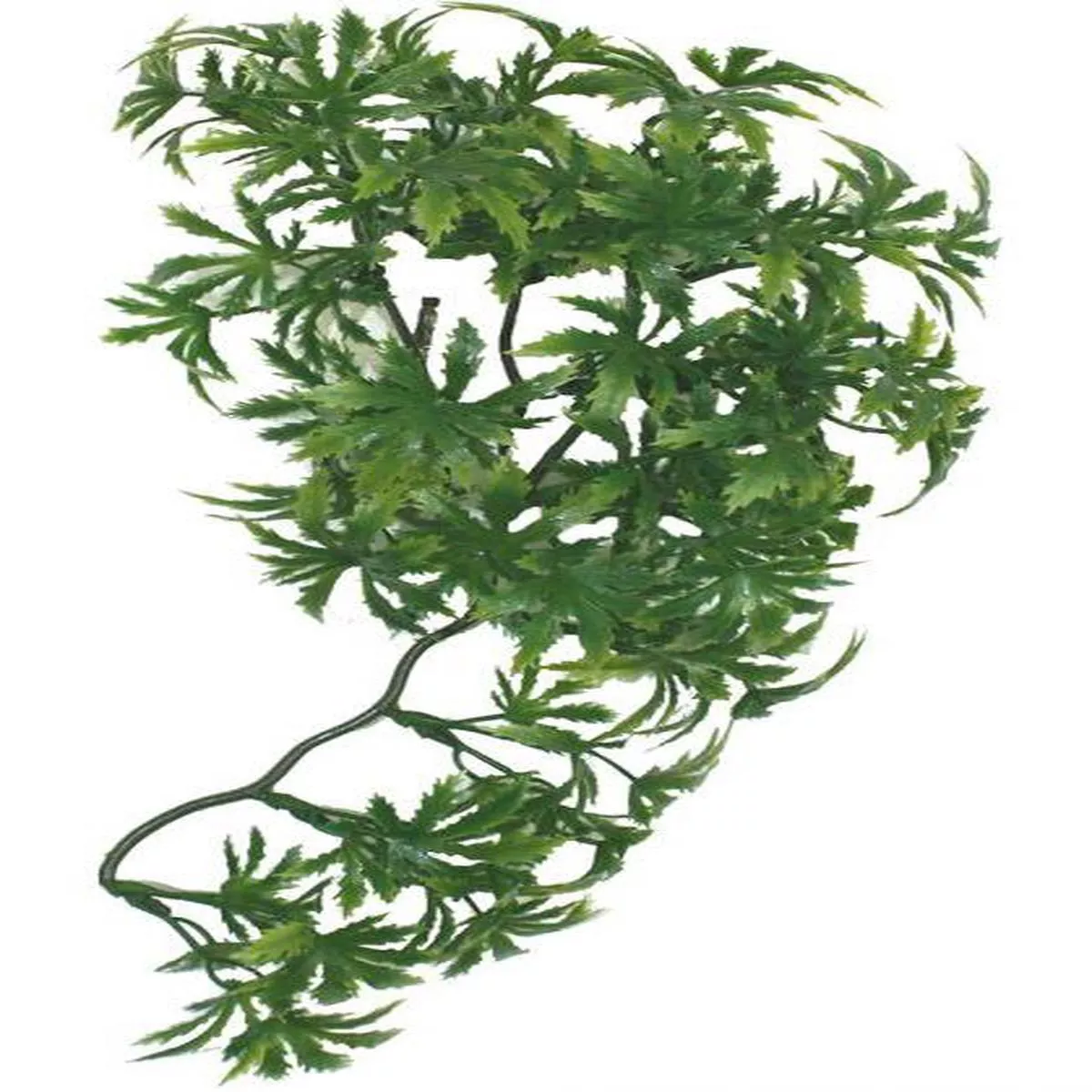 Komodo Papaya Leaf Vine Terrarium Plant