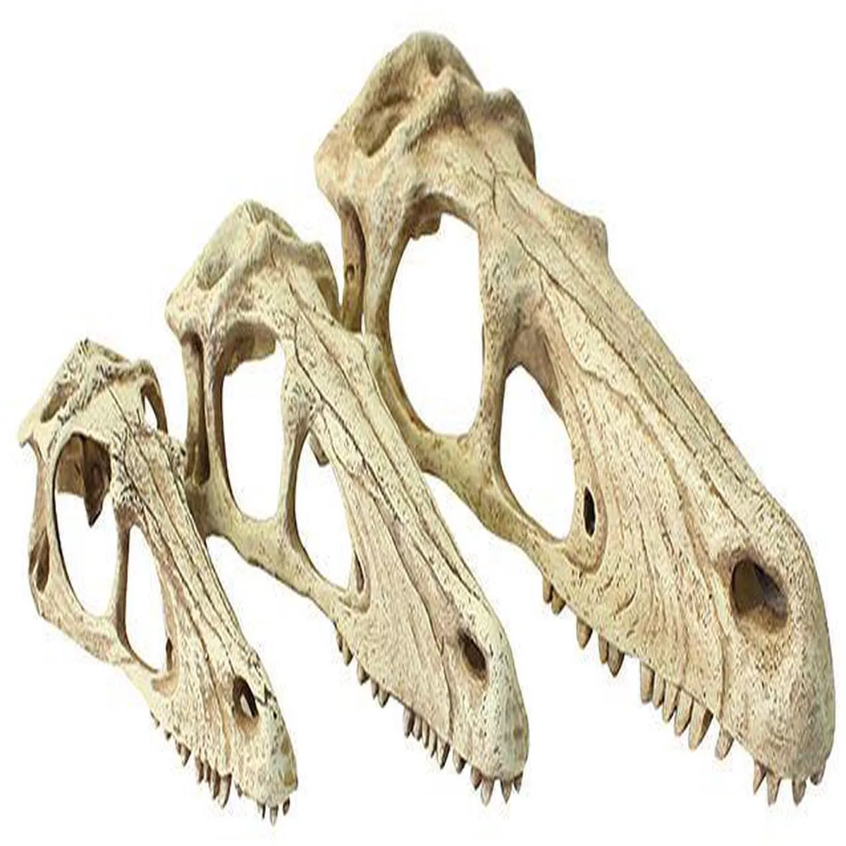 Komodo Raptor Skull for Terrariums