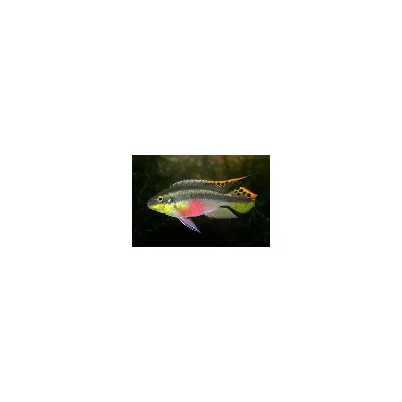 Kribensis Cichlid L size ( 2.2 inches)