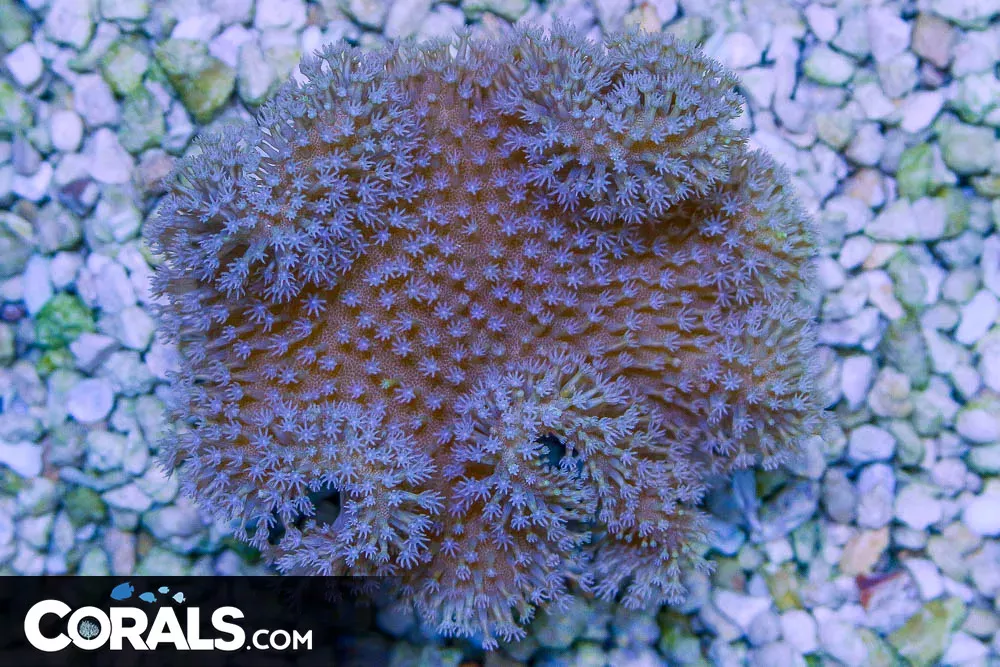 Leather Coral – Indo