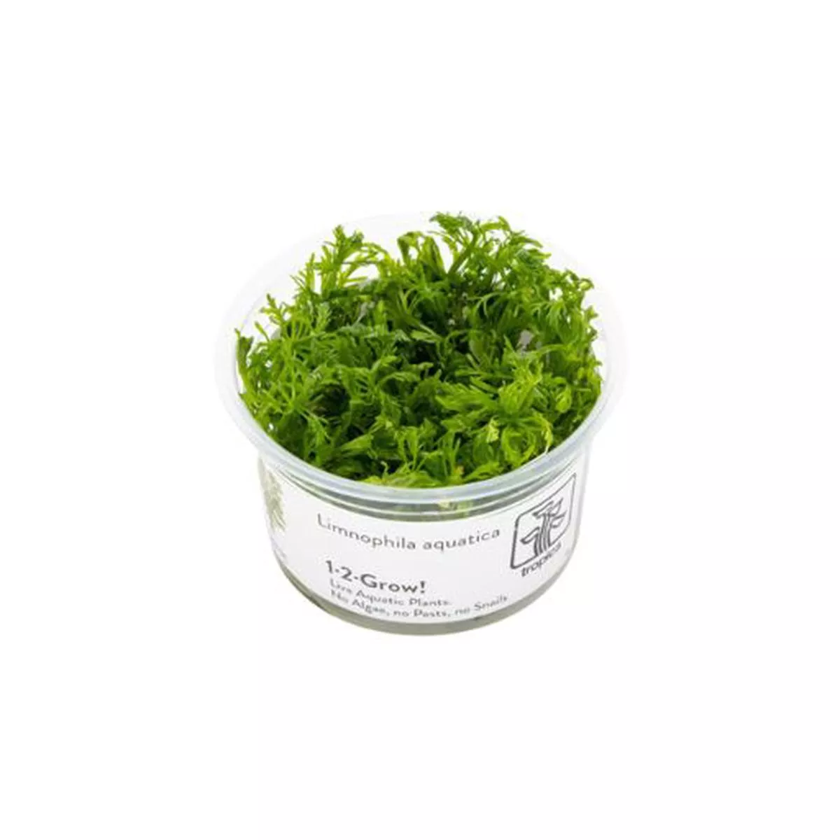 Limnophila aquatica TC