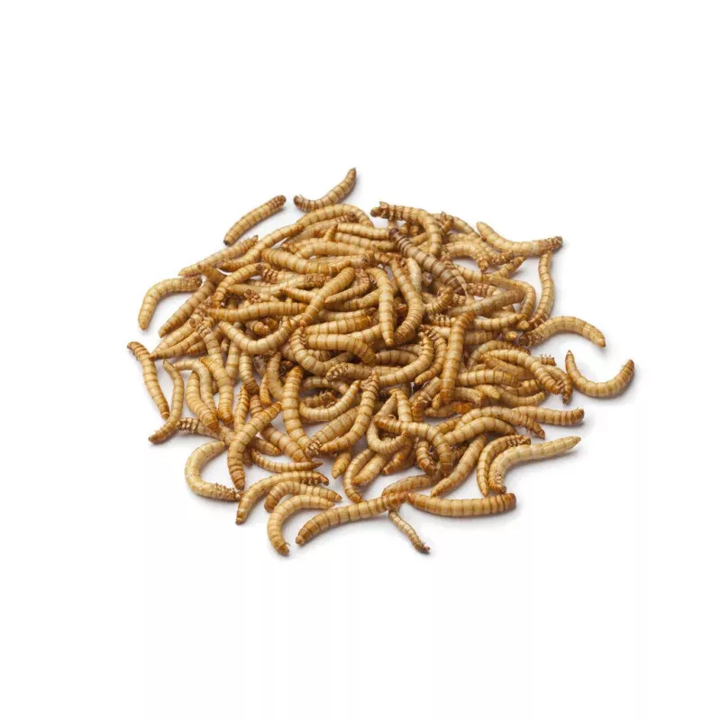 Live Mealworms 50ct