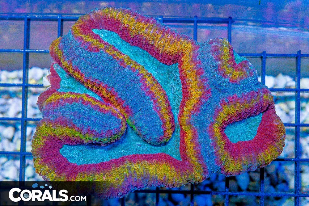Lobophyllia – Aussie ULTRA RAINBOW! (BLUE VIDEO INSIDE!)