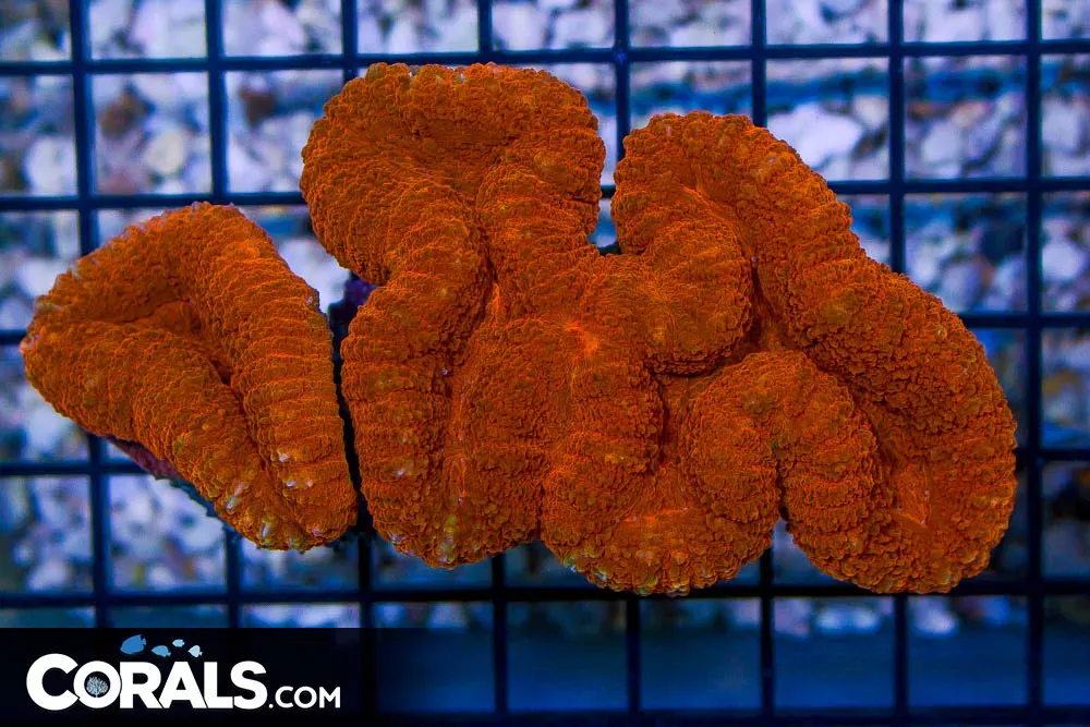 Lobophyllia – Australia ULTRA GLOWS!