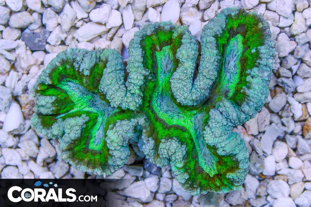Lobophyllia – Australia ULTRA Neon Green Ring