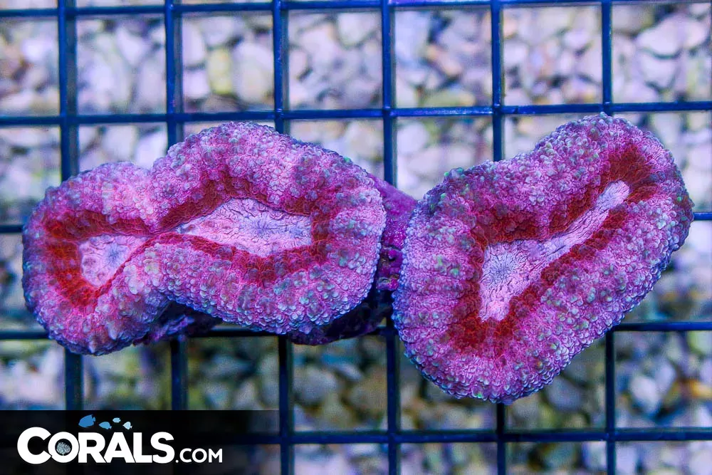Lobophyllia – Australia ULTRA PINK