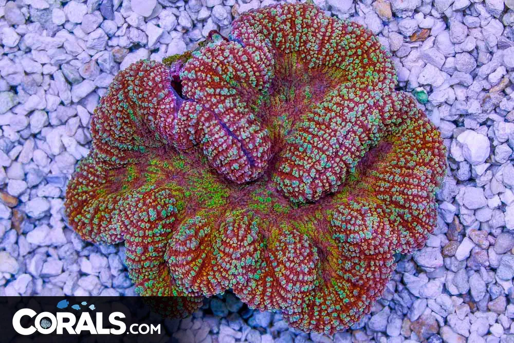 Lobophyllia – Indo – ULTRA BIG