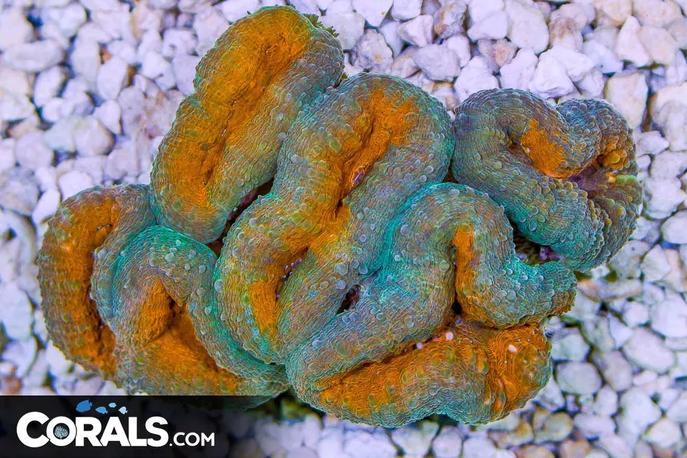 Lobophyllia – Indo – ULTRA SEVERAL HEADS