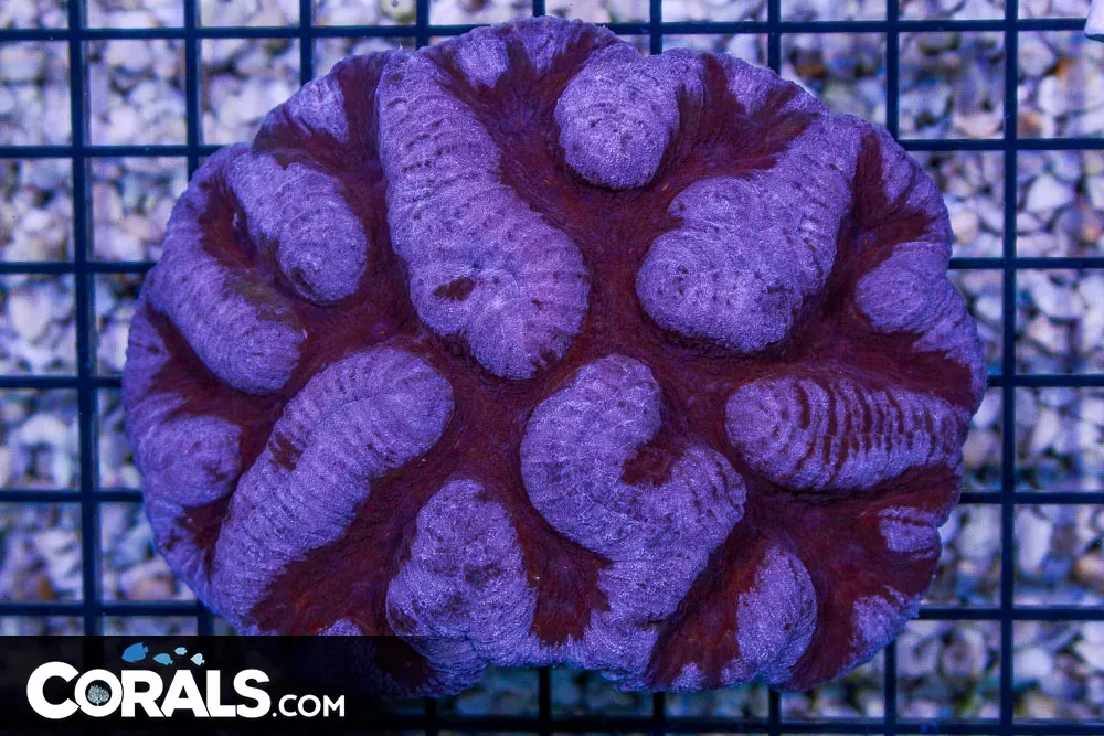 Lobophyllia/Symphyllia – Australia ULTRA UNIQUE
