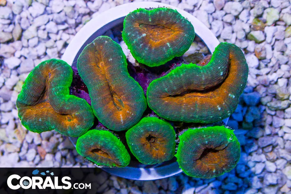 Lobophyllia ULTRA – Indo – ORANGE CENTERS! (BLUE VIDEO INSIDE!)