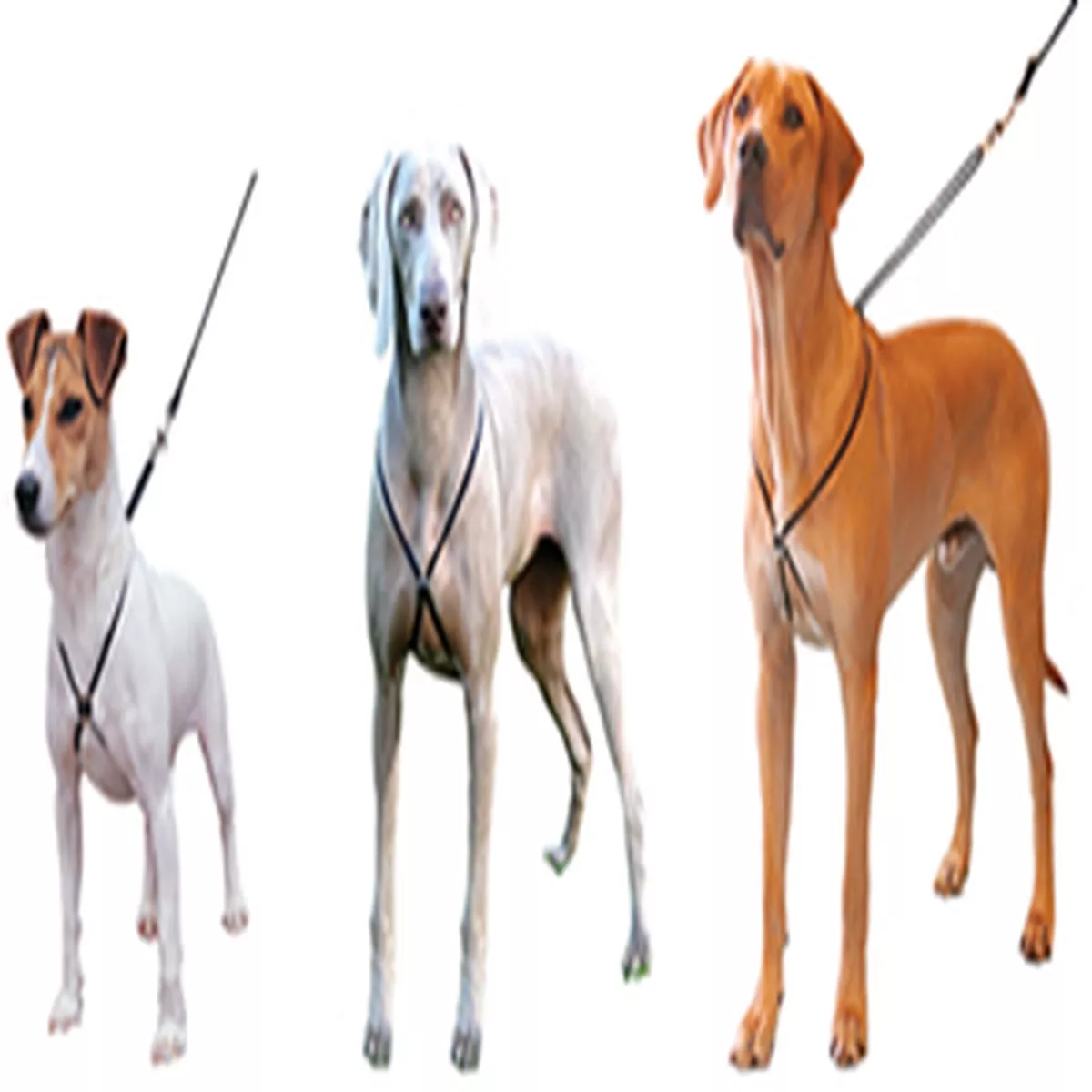 LUPI HARNESS