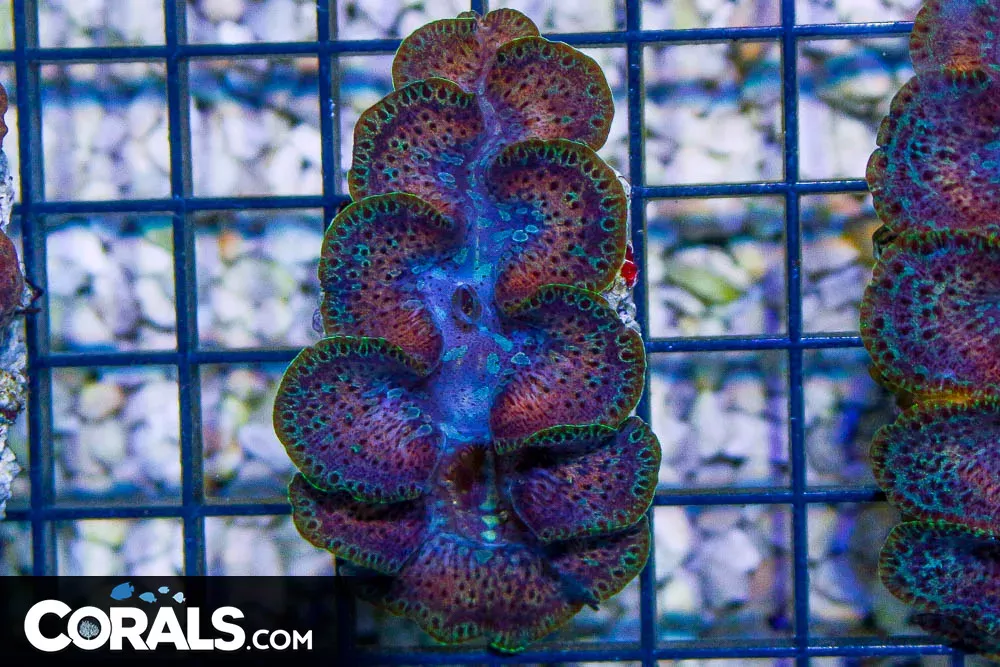 Maxima Clam – Australia
