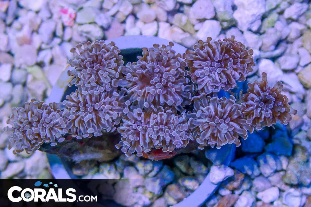 Micro Torch Colony – Tonga – 8 Heads!