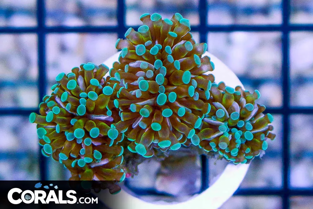 Micro Torch – Tonga – 3 Heads GOLD Stems w/ GREEN Tips