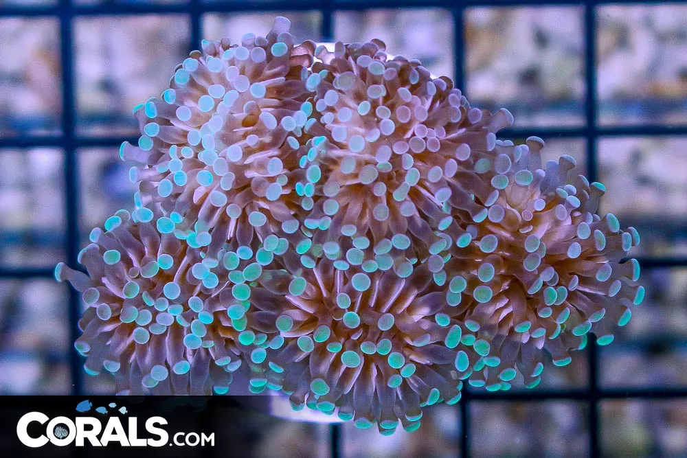 Micro Torch – Tonga – 5 Heads LIGHT GREEN Tips
