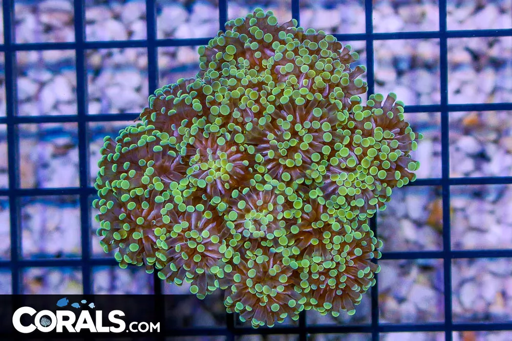 Micro Torch – Tonga – Orange/Yellow Tips – Loaded w/ Heads!