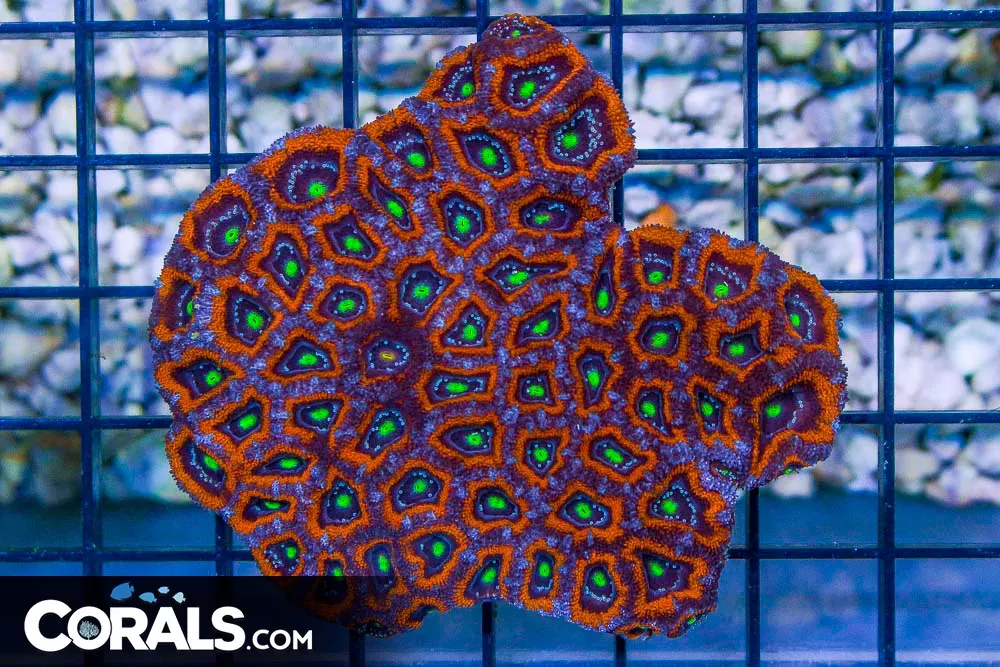 Micromussa – Australia ULTRA GLOWING EYES – Loaded with Polyps!