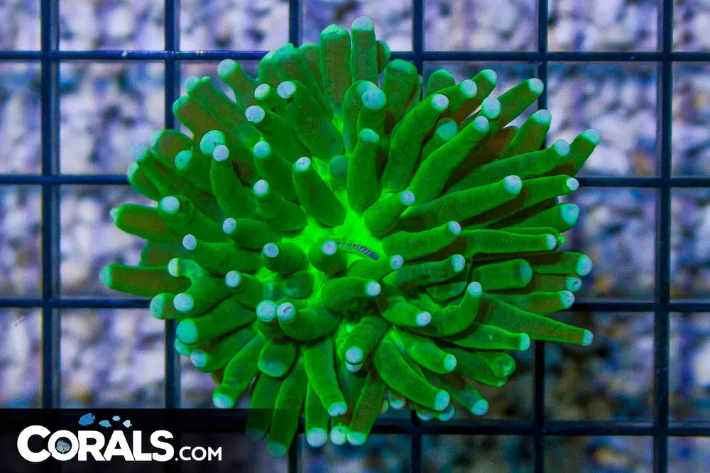 MINI Heliofungia! – Australia UNIQUE