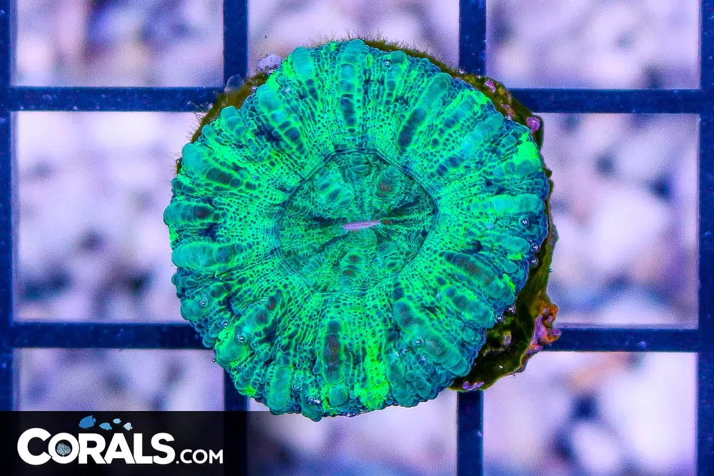Mini Scolymia – Australia