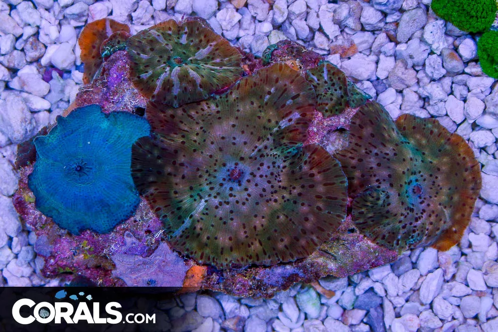 MIXED COLOR Mushroom Colony – Indo
