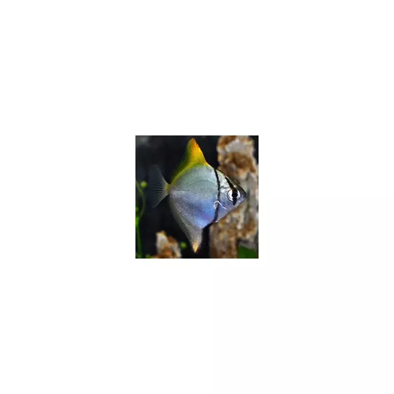 Mono Angel fish