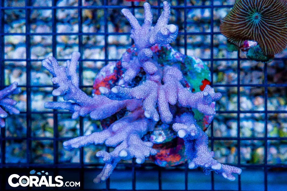 Montipora Digitata – Indonesia Purple