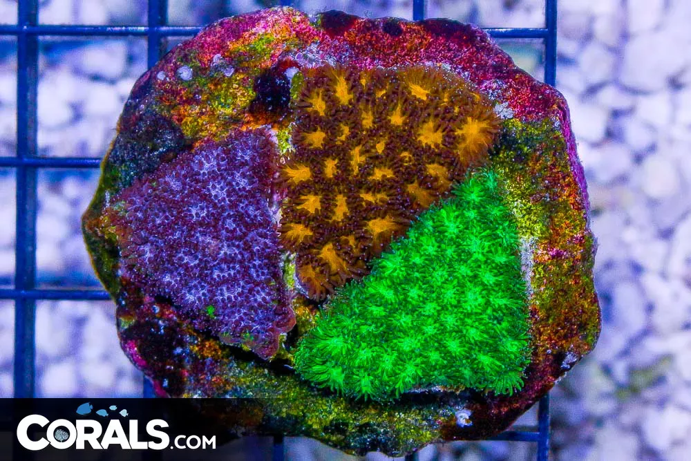 MULTICOLORED Leptastrea on REAL REEF Base!