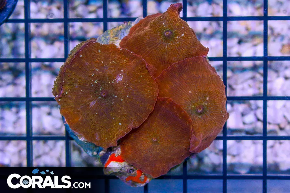 Mushroom Colony – Indo ORANGE