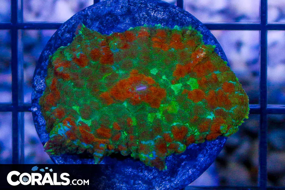 Mushroom Frag GREEN/RED MULTICOLOR – Rhodactis
