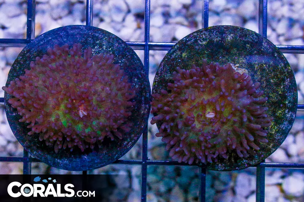 Mushroom Frag Multicolored Hairy