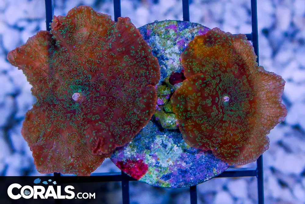 Mushroom Frag RED/ORANGE RIM