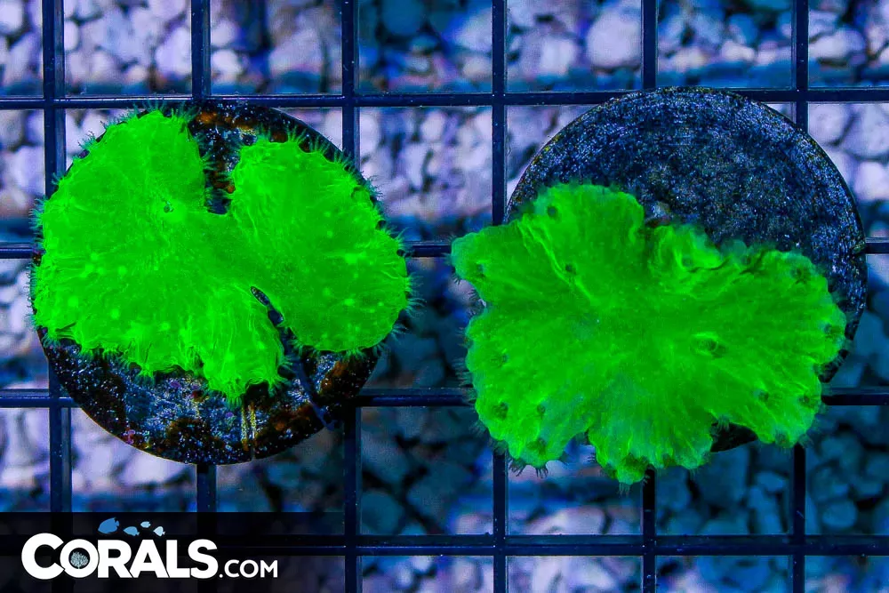 Neon Cabbage Leather Frag