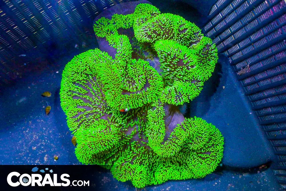 NEON Carpet Anemone – Indo GLOWS!