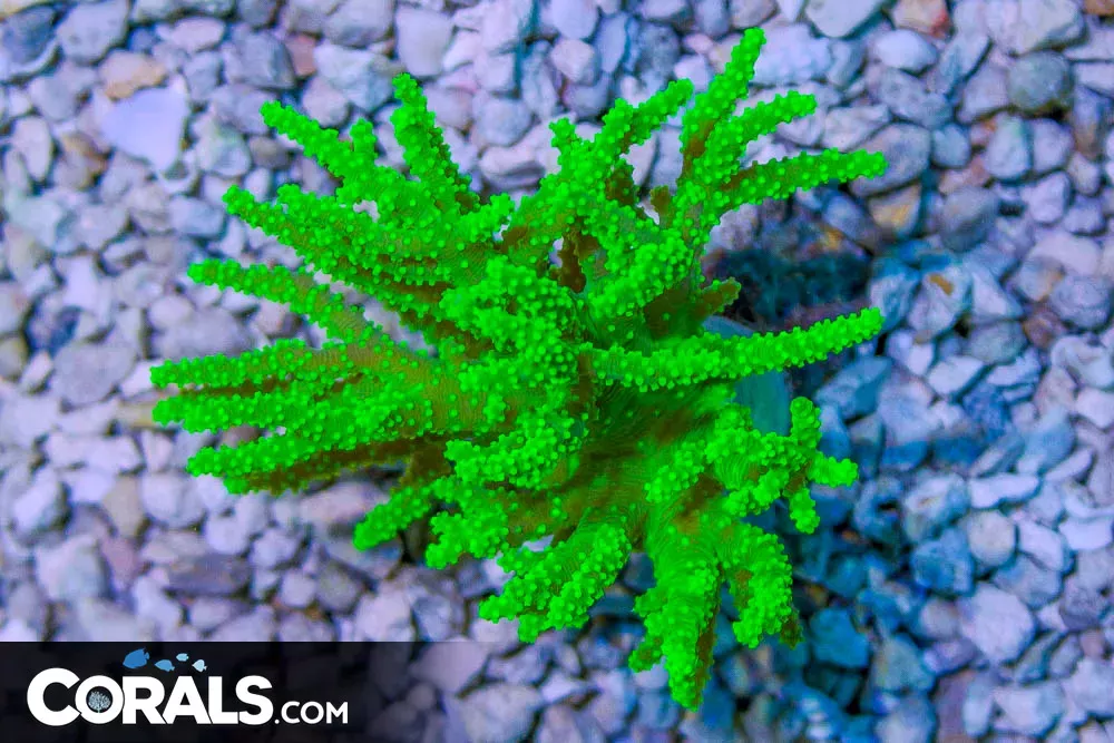 NEON GLOWING Sinularia Leather – Australia