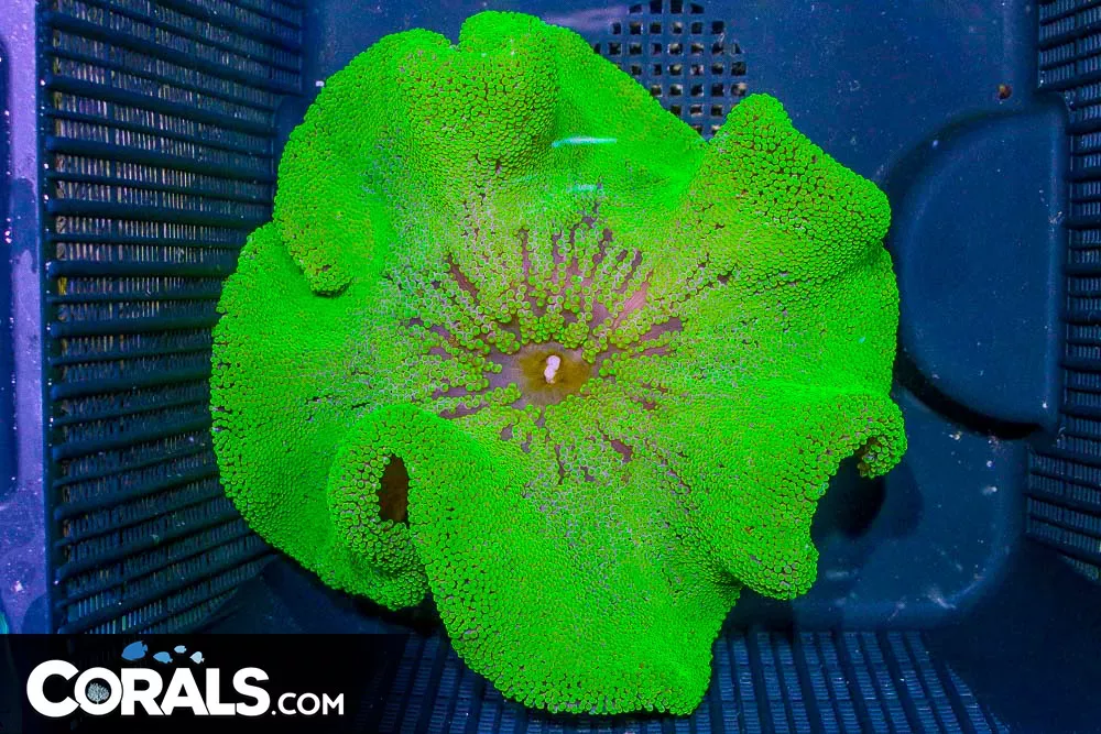 NEON GREEN Carpet Anemone – Indo (Blue Video Inside!)