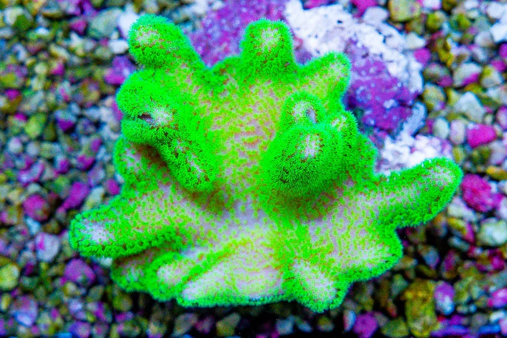NEON GREEN POLYP Crown Leather – Australia