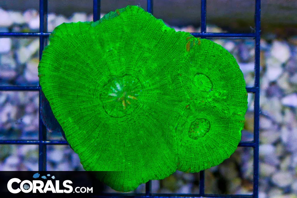 NEON Moseleya – Australia RARE!
