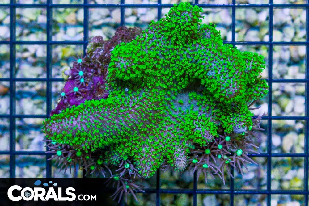 NEON POLYP Crown Leather – Australia w/ Star Polyps!