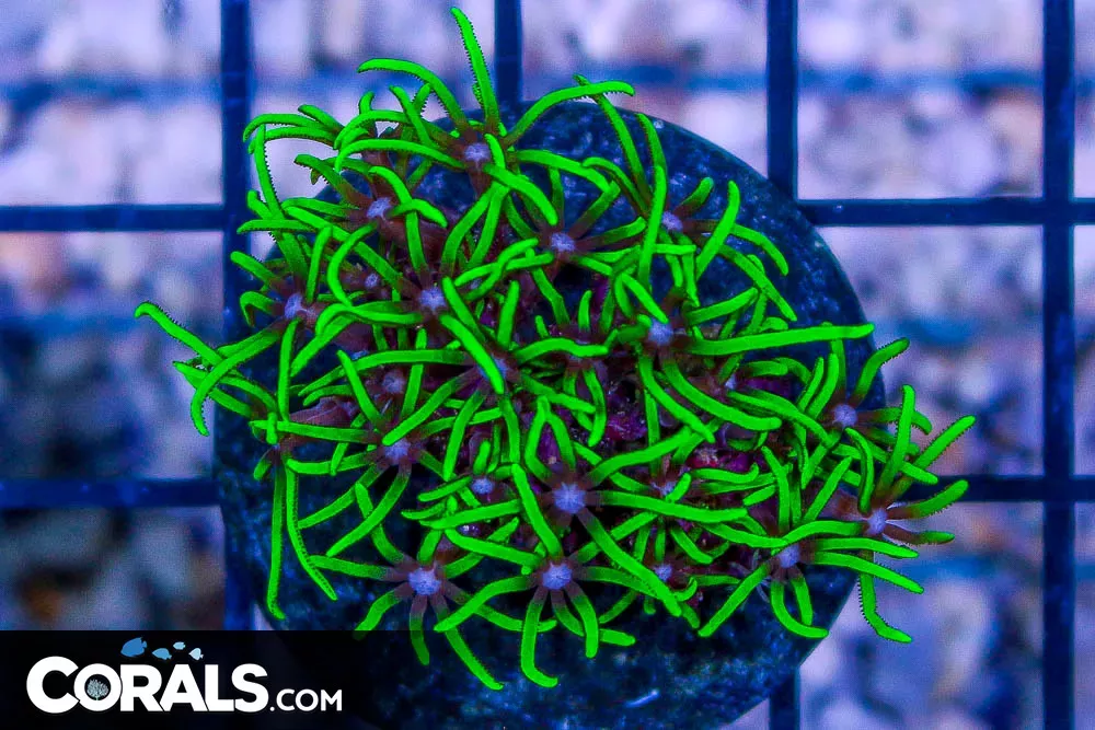 Neon Star Polyp Frag