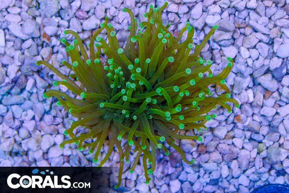 Neon/Yellowish Torch Frag – Indo