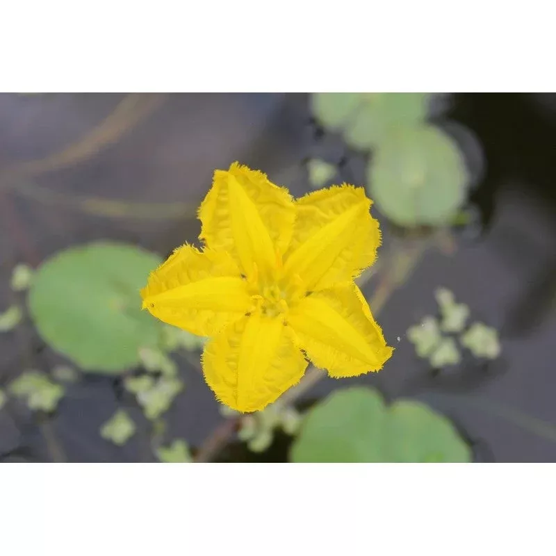Nymphoides Peltata Live Plant
