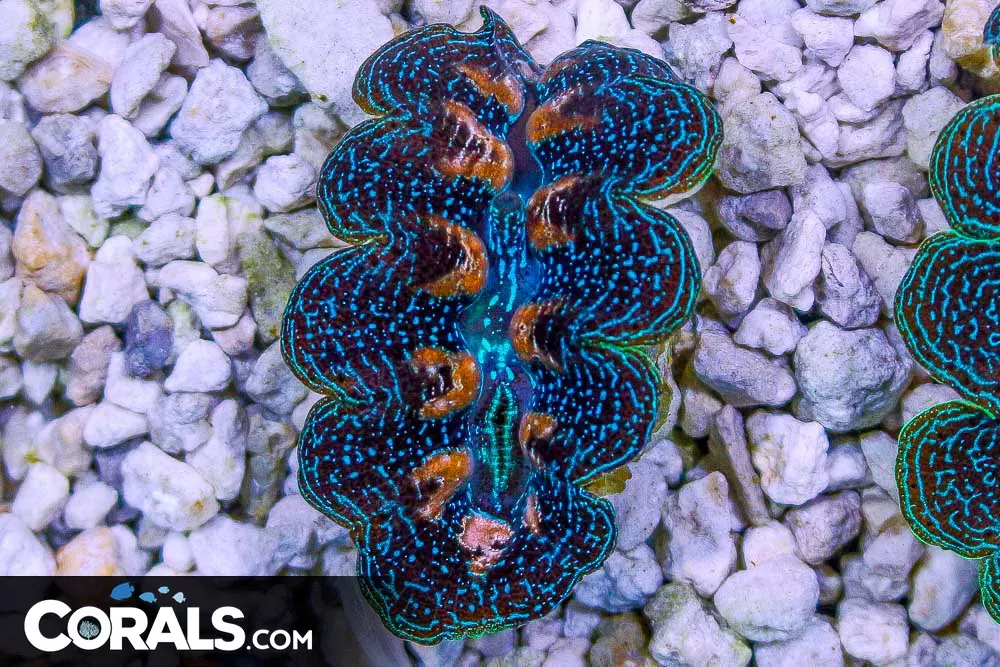 ORA CROCEA Clam MARICULTURED 1.5″ Approximately