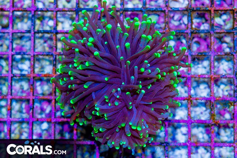 ORA Green Tip Torch Frag