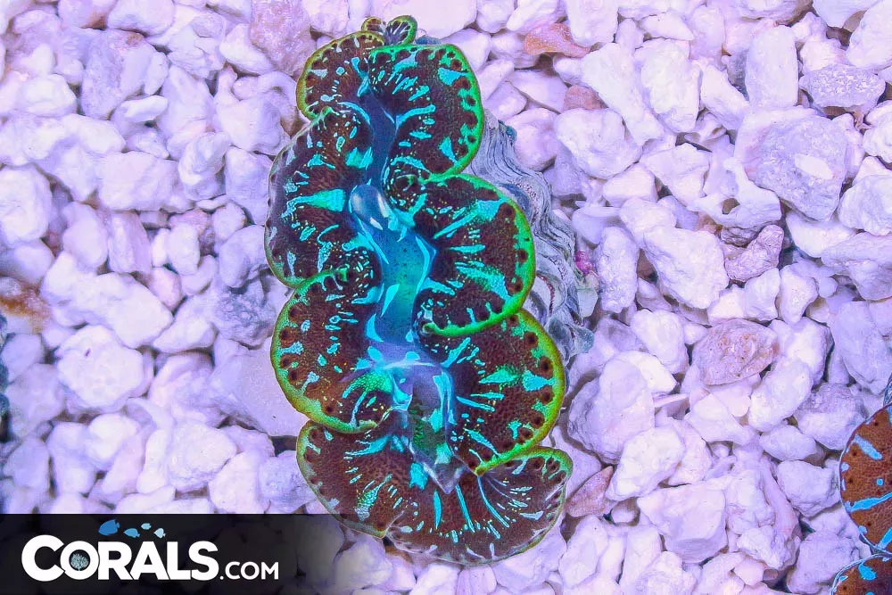 ORA ULTRA MAXIMA Clam MARICULTURED 1.5″