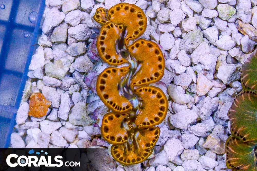 ORA ULTRA MAXIMA Clam MARICULTURED 1.75″