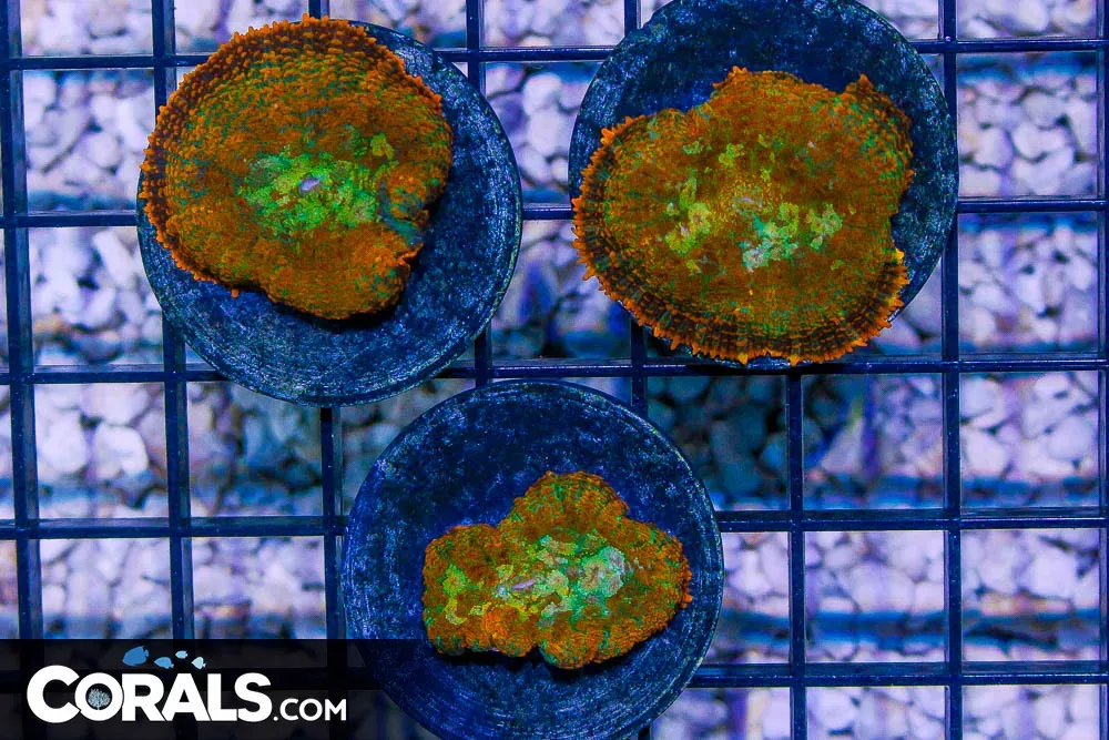 ORANGE Rhodactis Mushroom Frag