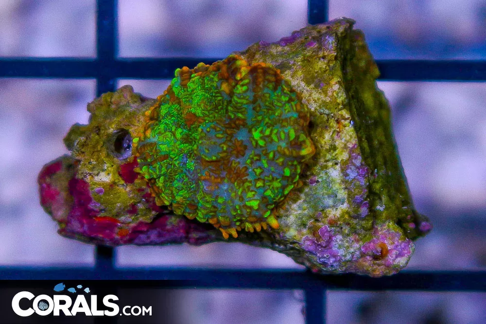 ORANGE RHODACTIS Mushroom Polyp – Indo
